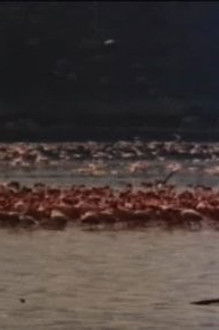 Flamingoes Only Fly on Tuesdays