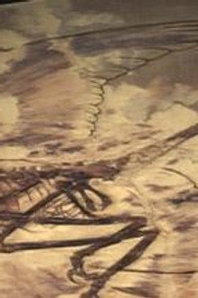 The Four Winged Dinosaur