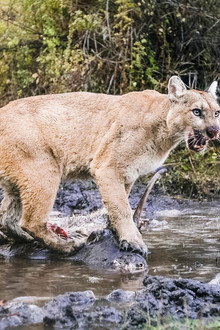 Willow: Diary of a Mountain Lion