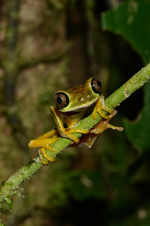 Fabulous Frogs