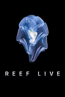 Reef Live poster