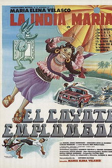 The Feathered Coyote poster