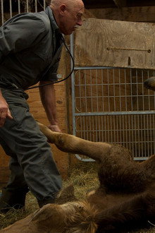 Llama-Rama Ding-Dong
