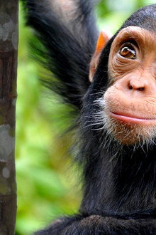 NOVA Wonders What Are Animals Saying?