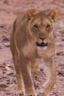 Desert Lions