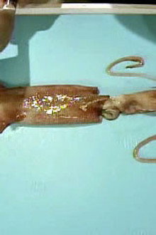 Squid Pro Quo II