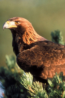 Eagles