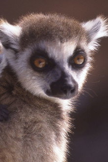 A Lemur's Tale