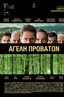 Pack of Sheep poster