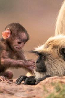Parenthood: Grasslands