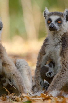 Primates 02: Family Matters