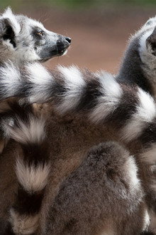 Love in the Animal Kingdom