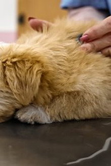 Why Are Vet Bills So High?
