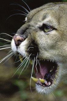 Wild Predator Invasion