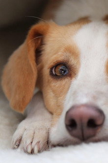Can Dogs Talk?