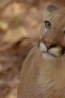 Tarzan and the Toxic Terror