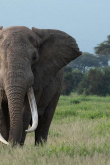 Tusker: Brotherhood of Elephants