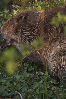 River Otter Return