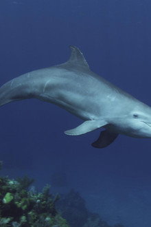 Dolphins: Spy in the Pod (1)