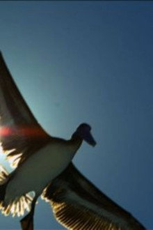 Earthflight: North America