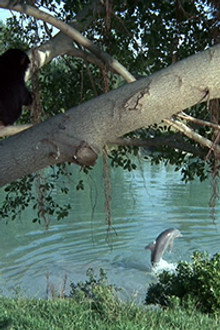 Flipper and the Elephant (3)