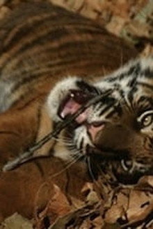 Battle to Save the Tiger