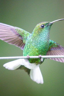 The Hummingbird Effect
