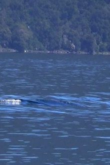 A Colossal Lake Creature in Chile and More