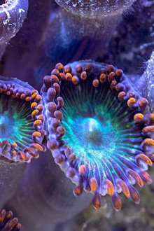 Reef Rescue