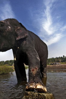 The Elephant Men