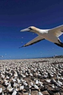 Earthflight: Africa