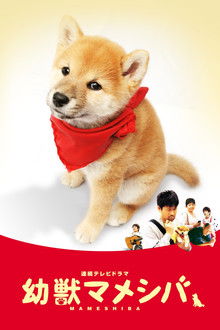 幼獣マメシバ poster