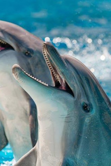 How Smart Are Animals?