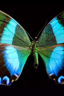 Butterfly Blueprints