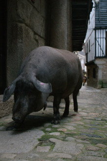 Pig