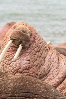 Walrus: Life on Thin Ice