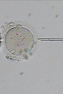 Fighting for Fertility