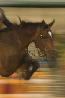 Horse and Rider