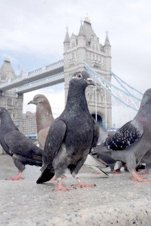 The Pigeon Hustle