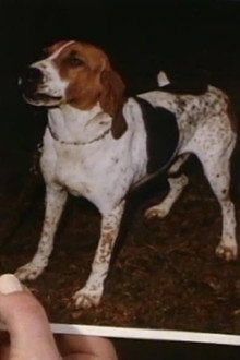 Little Dog, Gone