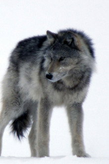 Wolves and Buffalo: The Last Frontier