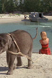 Flipper and the Elephant (2)