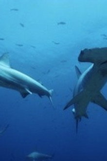 Hammerhead