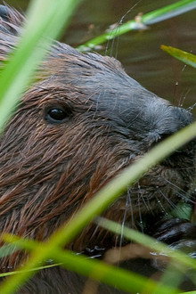 Leave It to Beavers
