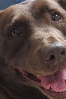 Be My Canine