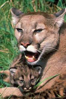 Trail of the Cougar