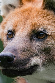 Dogs in the Wild: Defending Wild Dogs