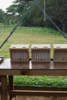 Inside Animal Minds: Bird Genius
