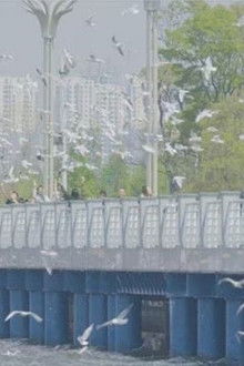 China, Yunnan Province: A City Park Where You Can See Seagulls