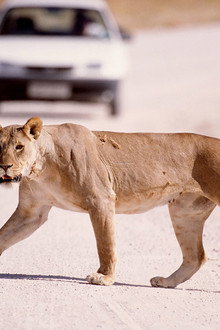 The Vanishing Lions